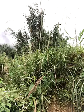 Mai_lovely — c c gp bt 