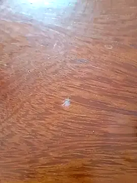 Avatar of Taradinha_pelosogro