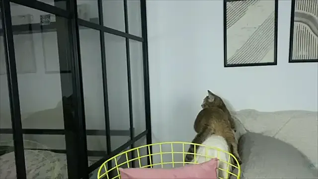 WonderMira — for your dream (moving)  